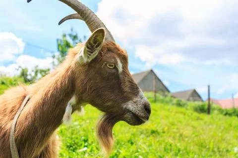 Haired goat close up Stock Photos