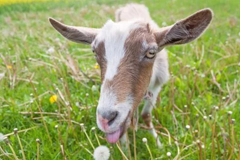Haired goat on the meadow Stock Photos