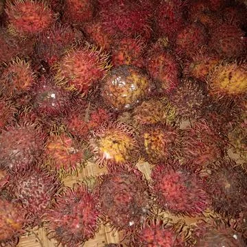 Hairfruit Stock Photos