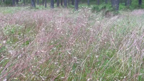 Hairgrass Stock Footage 201778841