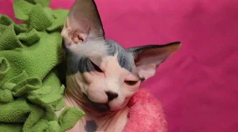 Hairless Cat Vídeos de archivo 59970858