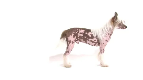 Hairless Chinese Crested dog chasing its own tail Stock Footage