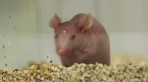 Hairless Laboratory Mouse Video stock 10732899