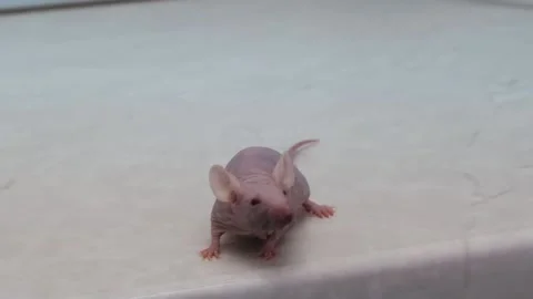 Hairless Laboratory Mouse Видео 169452824