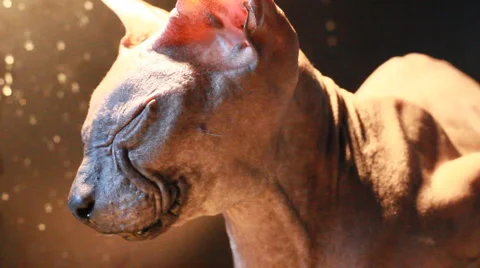 Hairless sphynx cat Stock Footage 4280897