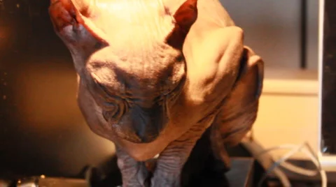 Hairless sphynx cat Stock Footage 4457438