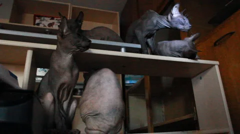 Hairless sphynx cat Stock Footage 4482164