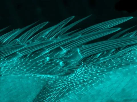 Hairs of fly wing Stock-Fotos