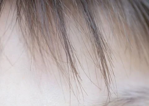 Hairs on the head. macro Stock Photos
