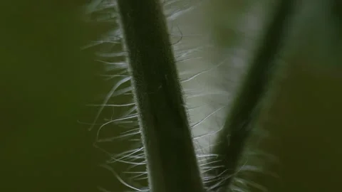 Hairs on a plant close up Vídeos de archivo 132517103