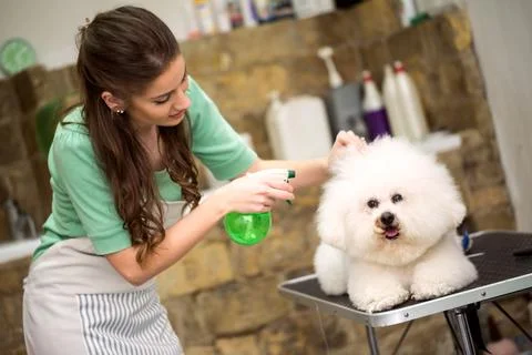 Hairspray for hairstyle. Dog gets hair cut at Pet Spa Grooming Salon. Close.. Stock Photos