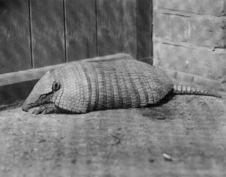 The Hairy Armadillo Also Known As The Peludo Stock Photos
