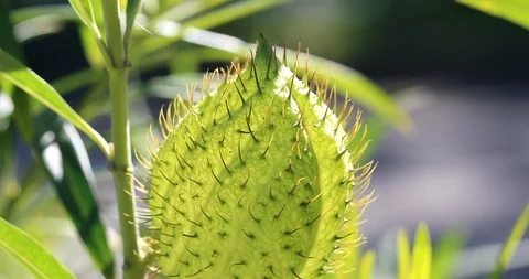 Hairy Balls Fruit Stock Footage 125511679
