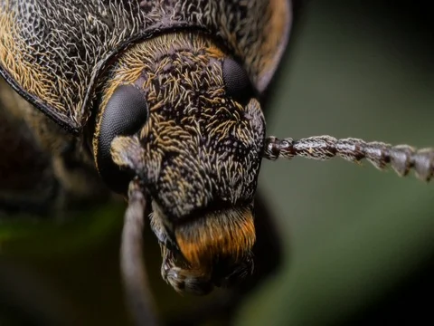 Hairy Bark Beetle macro closeup Stock Footage 74410089