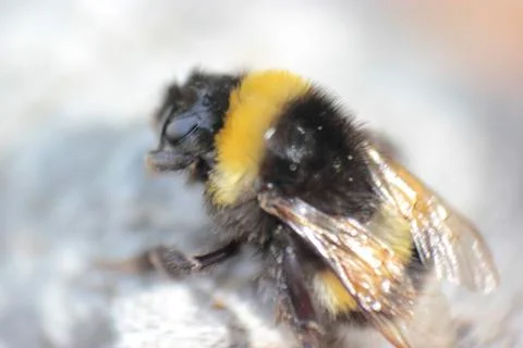 Hairy bumblebee Stock Photos