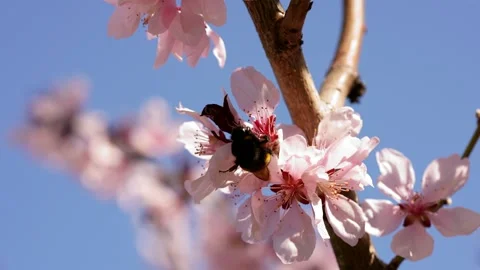 Hairy bumblebee pollinates lush pink peach flowers Stock Footage 308034004