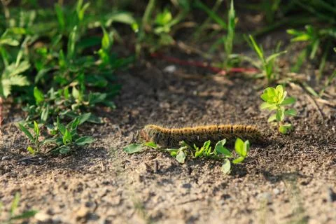 Hairy caterpillar crawling on the ground Stock Photos