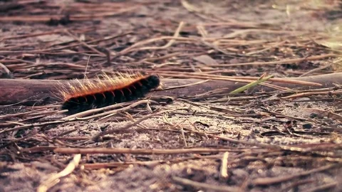 Hairy caterpillar crawling on the sand in a pine forest at sunset \ new quality Stock Footage