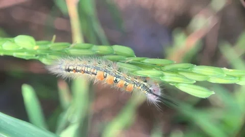 Hairy Caterpillar Stock Footage 286875016