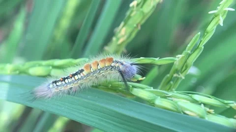 Hairy Caterpillar Stock Footage 286920183