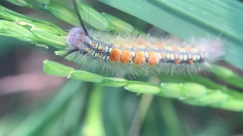 Hairy Caterpillar Stock Footage 286920205
