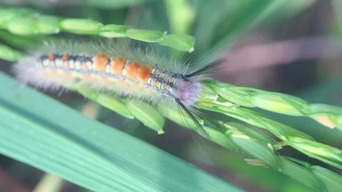 Hairy Caterpillar Video stock 286920213