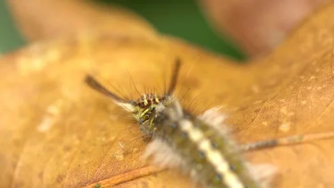 Hairy caterpillar on the leaf Stock Footage 71258761