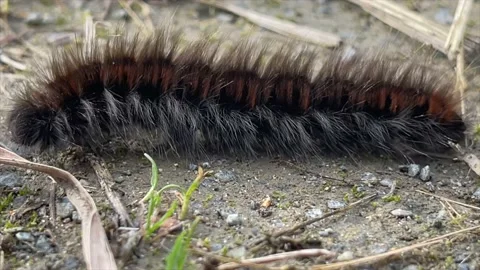 Hairy Caterpillar Walking Stock Footage 165303673