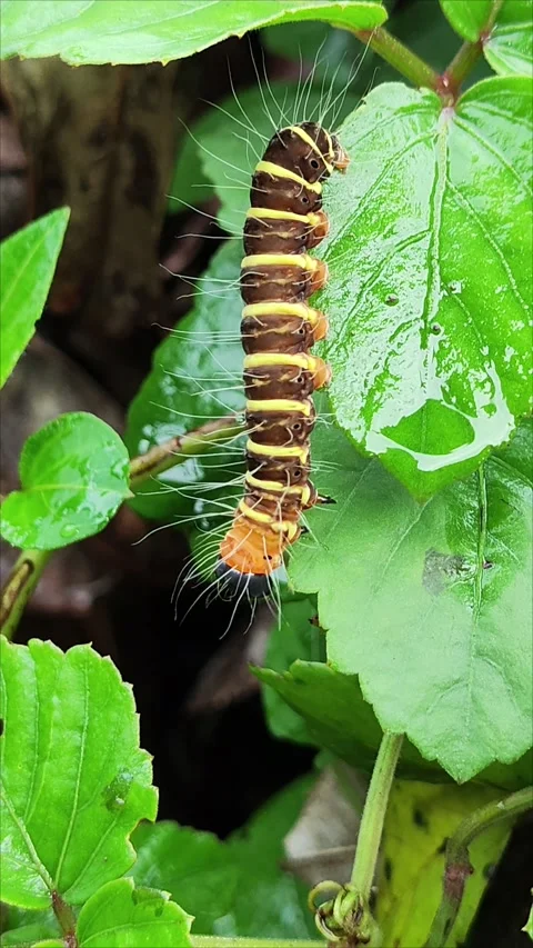 Hairy caterpillars Stock Footage 336097662