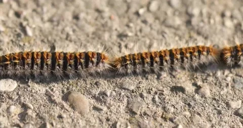 Hairy caterpillars in a row, pine processionary Stock Footage 172445705