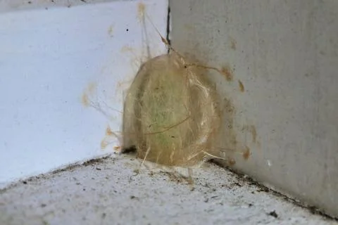 Hairy Cocoon. Stock Photos