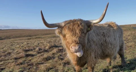 Hairy cow Stock Footage 127404681