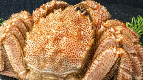 Hairy Crab Shell Close-Up, Textured Surface Stock Footage 342017239
