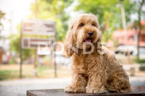 Photograph Hairy dog. Puppy of the cockapoo is breeding mixed with american cocker spani 154195767