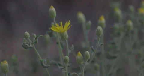 Hairy false goldenaster close up in breeze with shallow depth of field Stock Footage 336637490