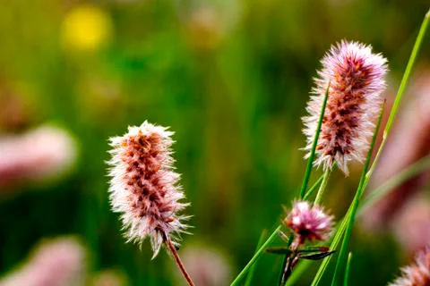 Hairy Flowers 写真素材