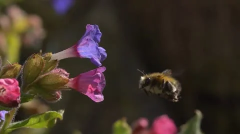 Hairy footed flower bee visiting pulmonaria flowers. Slow motion. Stock Footage