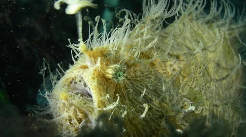 Hairy Frogfish Angling Stock Footage 58888061