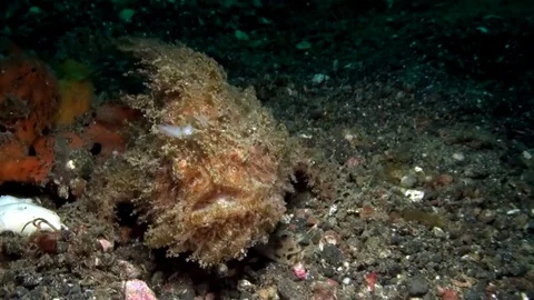 Hairy frogfish (Antennarius striatus) attracting prey with lure Stock Footage