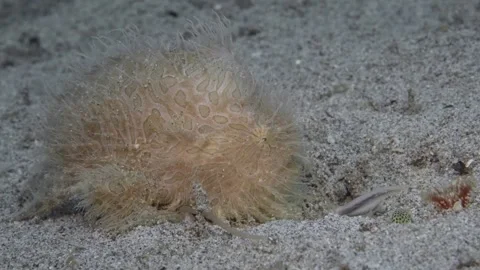 A hairy frogfish (Antennarius striatus) using it’s lure to attract a garden eel Vídeos de archivo 313046074