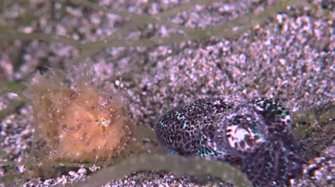 Hairy Frogfish with a Bobtail squid Stock Footage 49663685