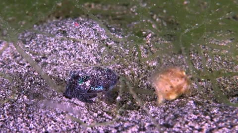 Hairy Frogfish with a Bobtail squid Stock Footage 50751617