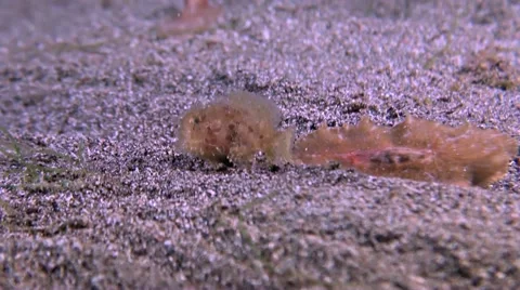 Hairy Frogfish with a Flatworm Stock Footage 52321839