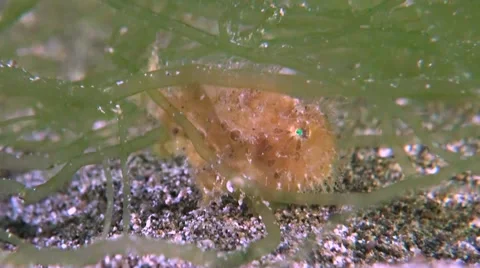 Hairy Frogfish Stock Footage 49664450