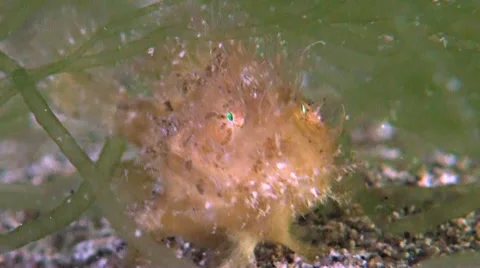 Hairy Frogfish Stock Footage 51372862