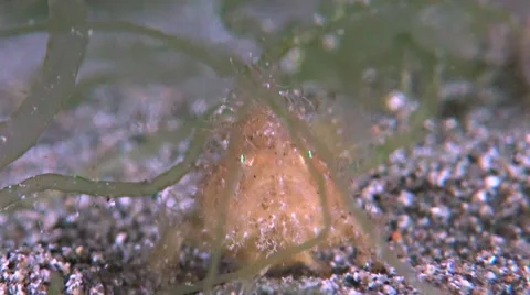 Hairy Frogfish Stock Footage 51377995