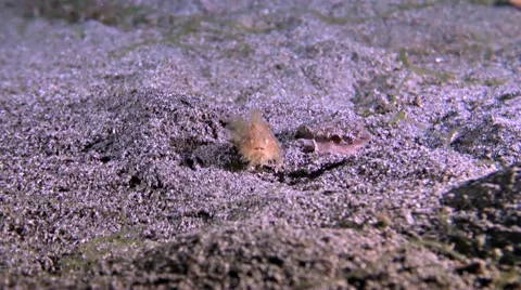 Hairy Frogfish Stock Footage 52272739