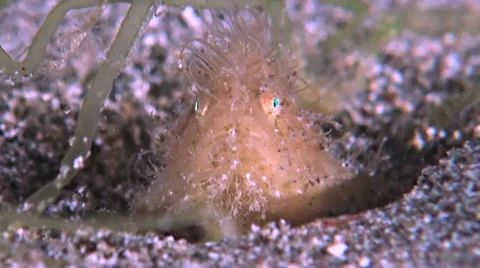 Hairy Frogfish Stock Footage 52273739