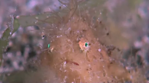 Hairy Frogfish Stock Footage 52274264