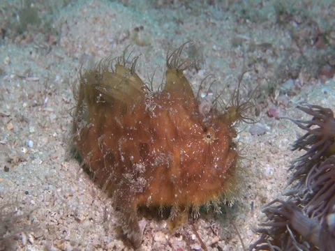 Hairy frogfish Stock Footage 90654979